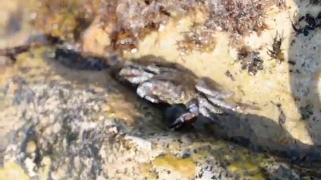 Большущий краб смотреть онлайн