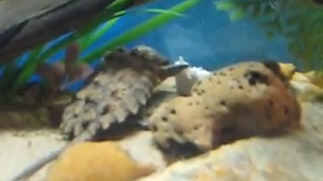 Alligator Snapping Turtle EATING CHICKEN BREAST смотреть онлайн