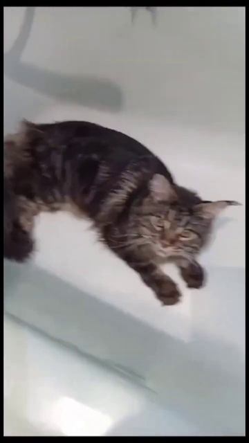 ДАЙ зубы почистить 🤣 В результате ушла в кухню 👍 смотреть онлайн