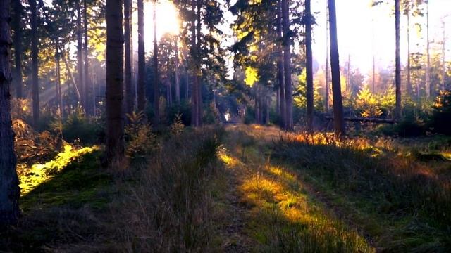 Иволга поёт. Лесная песня смотреть онлайн