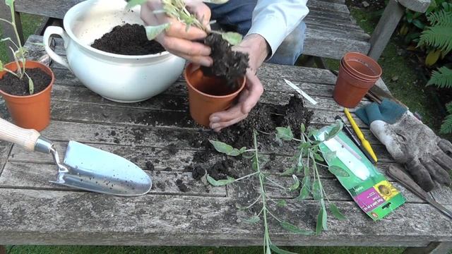 Amateur Gardening: Sage Cuttings - stage 2 смотреть онлайн