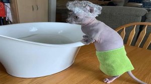 ЖИВОТНЫЕ МЕМЧИКИ