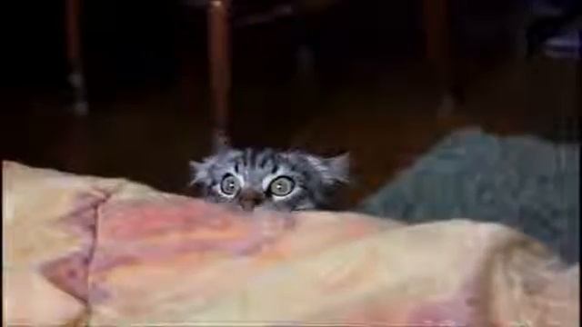 Лучшие Смешные Кошки! Угарное видео!