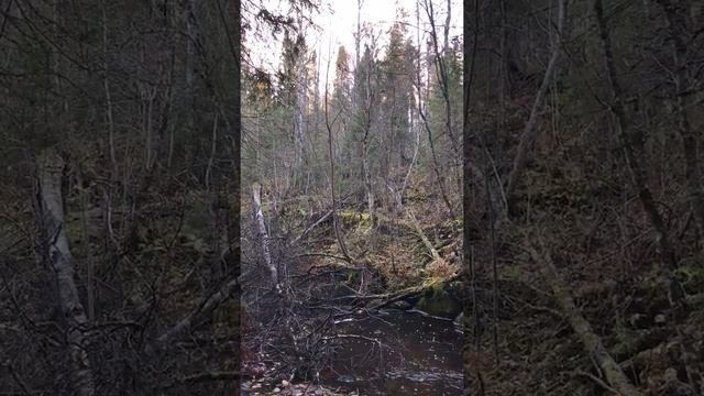 Когда ружьё в машине. Маним рябчика. смотреть онлайн