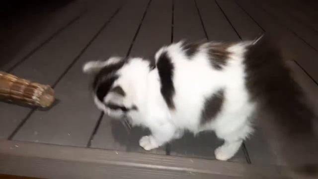 Беспризорную кошку подобрали