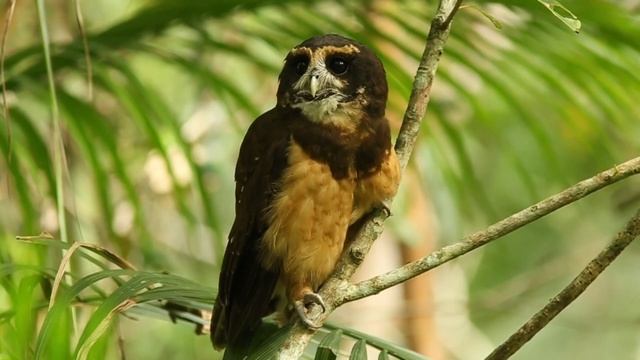 Murucututu-de-barriga-amarela смотреть онлайн