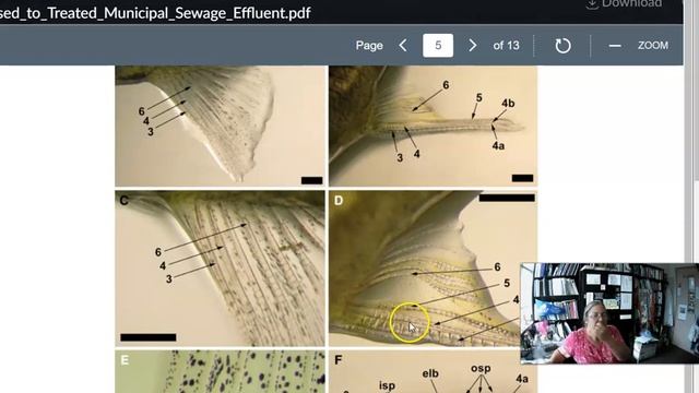Anal fin ray from Leusch 21 624 смотреть онлайн