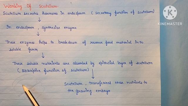 monocot seed structure || class 11 monocot seed | structure of monocot seed | seed смотреть онлайн