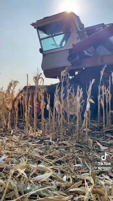 ск 5 нива уборка кукурузы