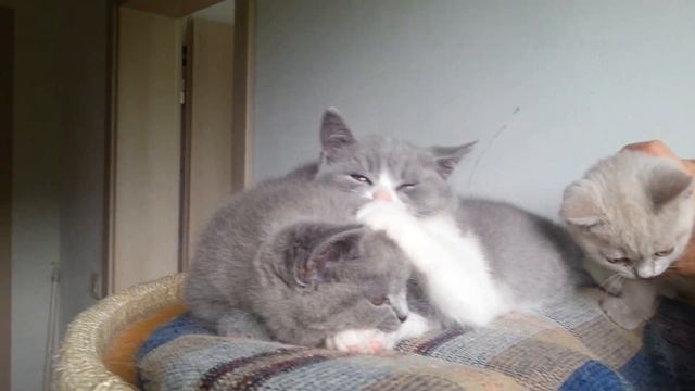 Babycats von den Nachträubern Nr. 1 смотреть онлайн