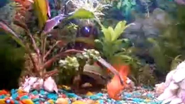 bb2155371f.flv смотреть онлайн