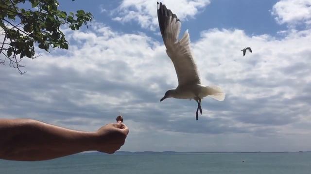 Голодные чайки. Болгария.