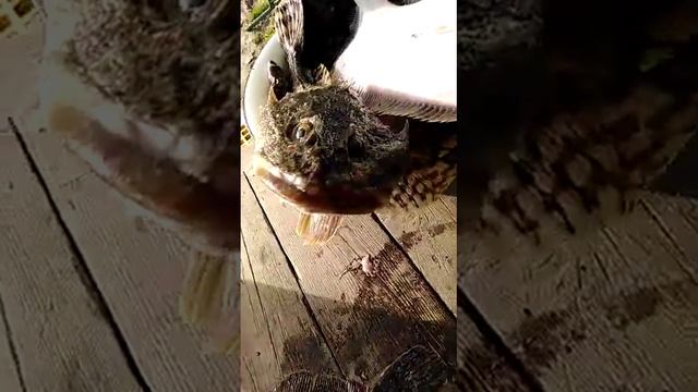 Улов. Парамушир, бухта Шелехова. ( видео от Димона) ноябрь 2021 г.