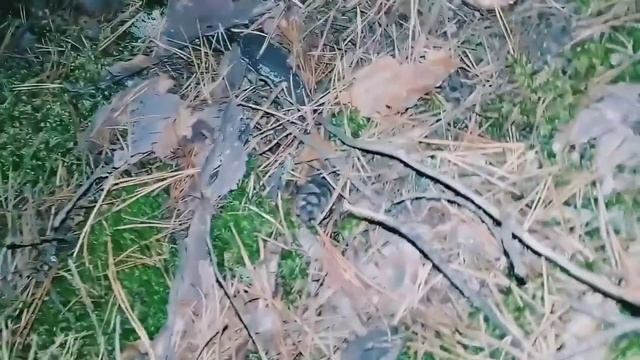 Глазами тёмного леса. смотреть онлайн