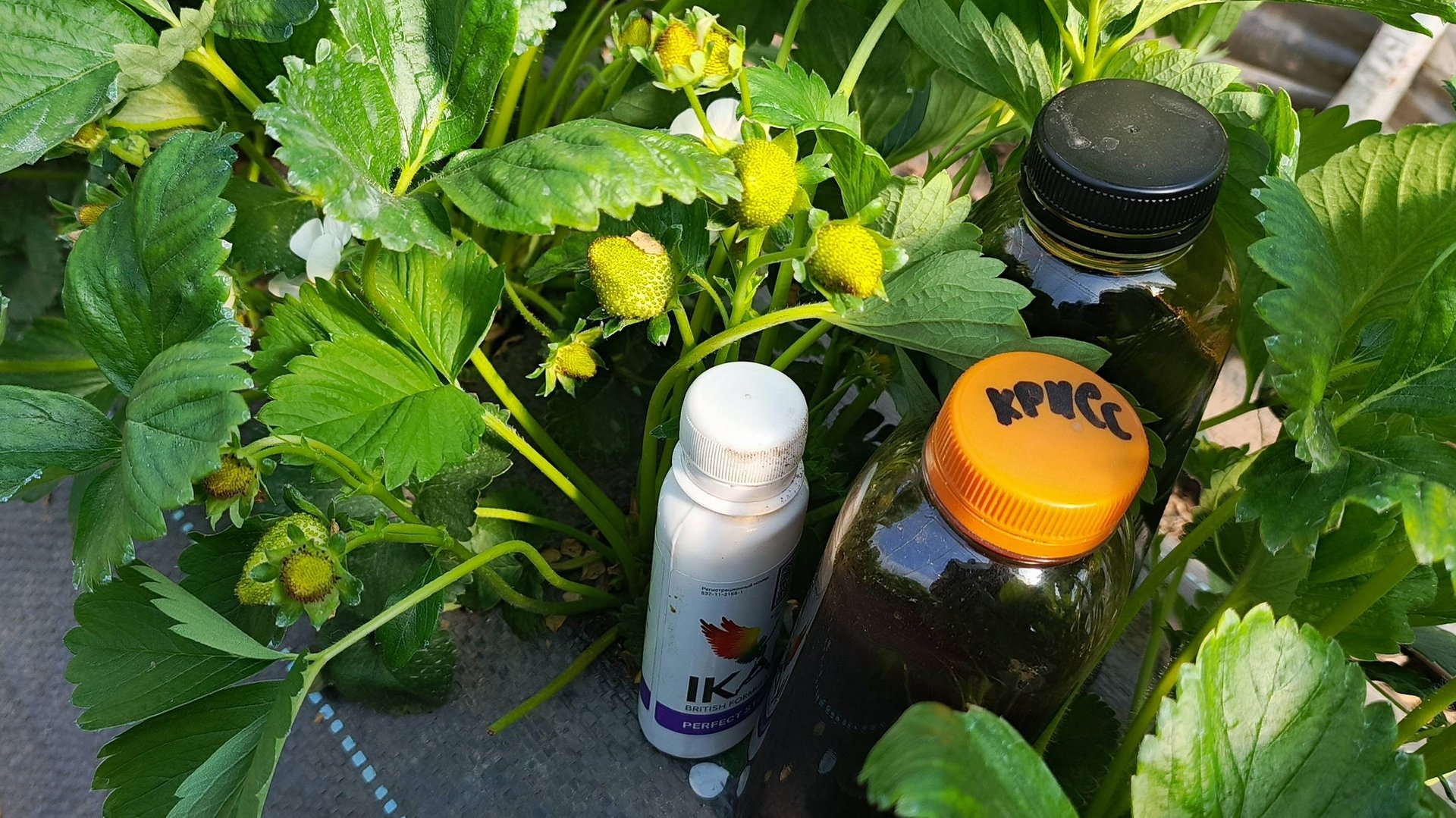 Секрет крупной клубники! Как Крисс и Лигоплекс увеличивают урожай в 2 раза смотреть онлайн