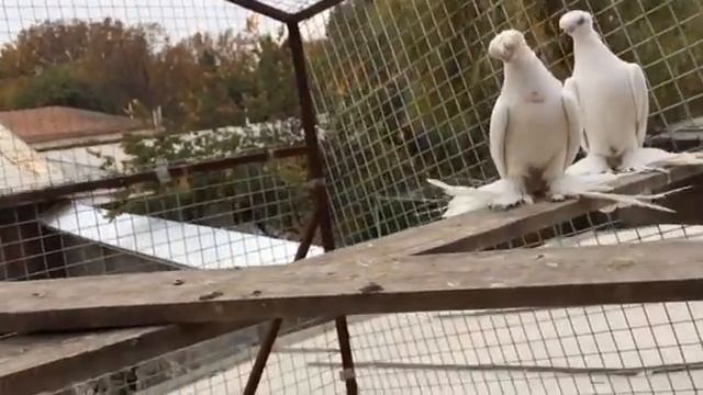 ГУЛЬБАДАМЫ ПРОПИСКА ТАШКЕНТ смотреть онлайн