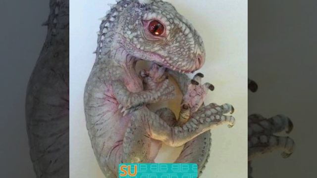 Dynasore ka ant hua 😔#facttechz #viralvideo #shorts смотреть онлайн