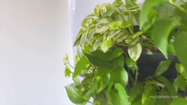 Caring For My Live Frames - Green Moments With Juliette Ep #07 смотреть онлайн