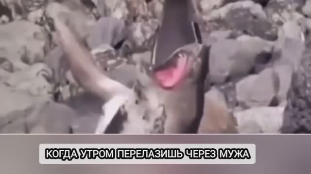 Когда утром перелазишь через мужа смотреть онлайн