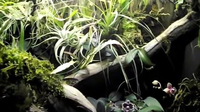 палюдаріум смотреть онлайн