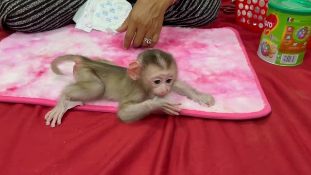 P00r NB MODO Walking Like A Frog With Lip Smacking After Found His MOM