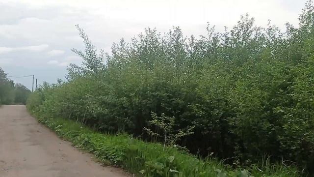 Пение птиц по дороге на реку Ягорбу. смотреть онлайн