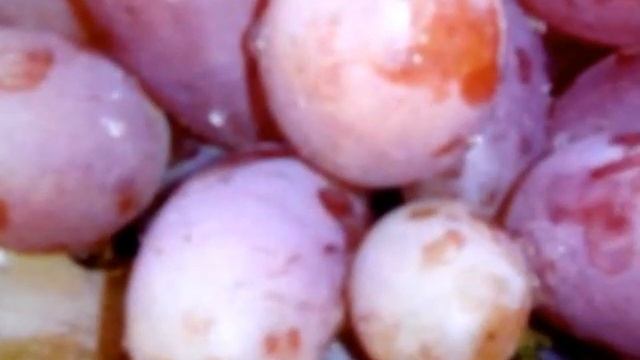 Виноград Преображение смотреть онлайн
