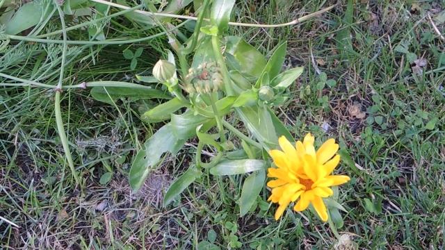 Calendula officinalis 200709 смотреть онлайн