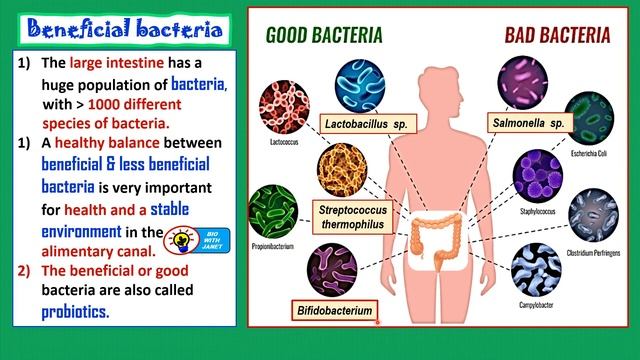 BIOLOGY FORM 4 CHAPTER 9 (9.5) DEFAECATION, ROLE OF BACTERIA, FORMATION OF FAECES смотреть онлайн
