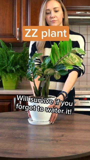 5 indoor low maintenance plants for beginners смотреть онлайн
