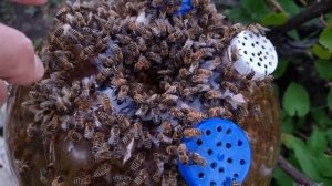 Улей в бутылке 3-й сезон. Пчелоракета на старте.  1-я серия 2024