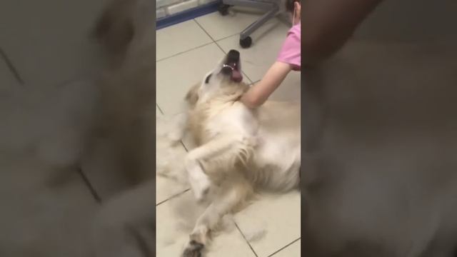 Лабрадор Пряник