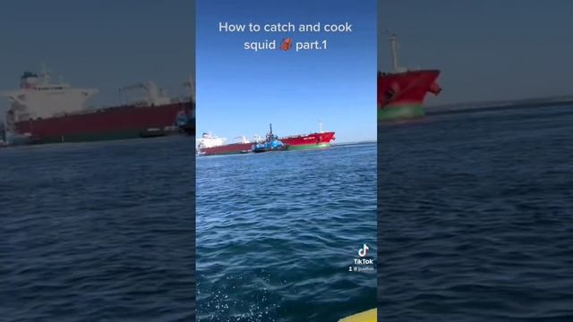 Catch And Cook Squid #fishing #australia #squid