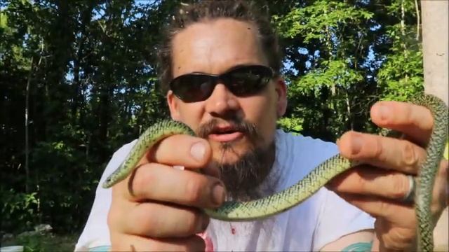 GETTING ATTACKED BY A SNAKE (VIEWER DISCRETION ADVISED) смотреть онлайн