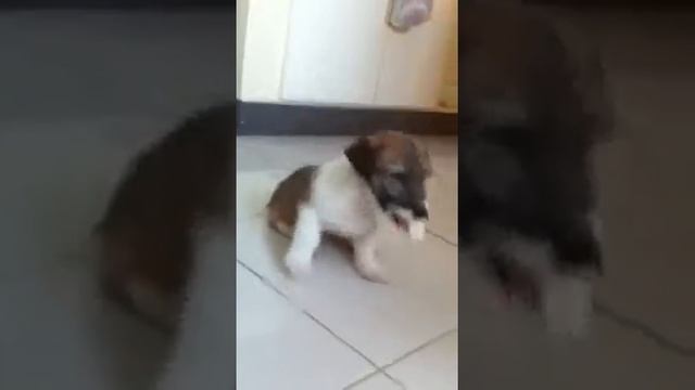 My Cutie Bogiepie Xxx