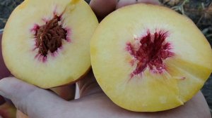 Персик Лаурол. Peach Laurol. Дуже пізній, крупний і смачний. Відеоогляд від Максі Сад