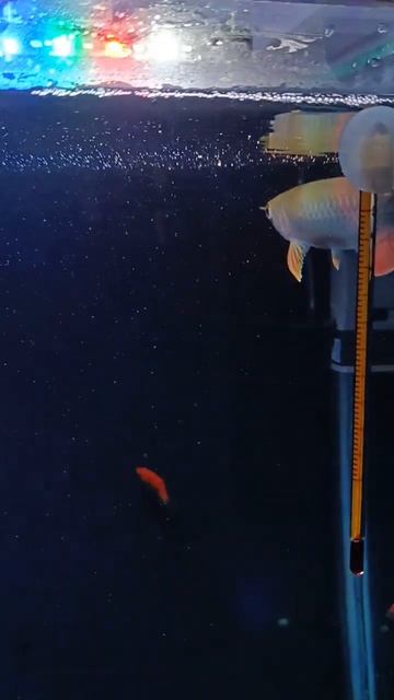 Red Tail Golden Arowana смотреть онлайн