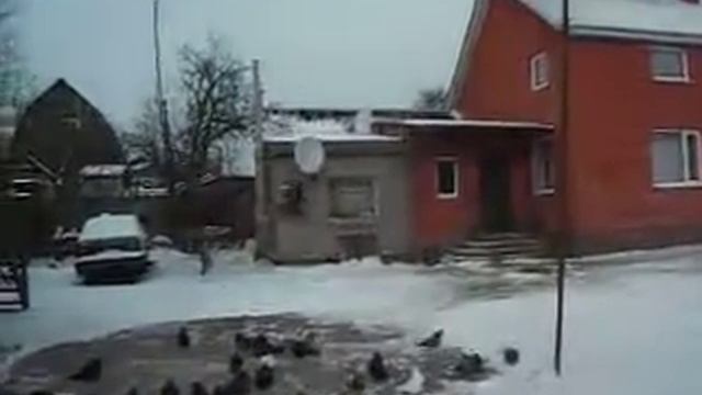 Восспоминание о голубеводе...