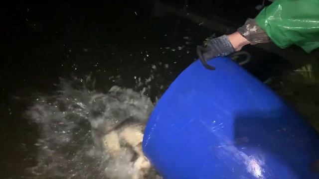 19.08 РК Фишка Данилово, зарыбление карпом, карповая ловля