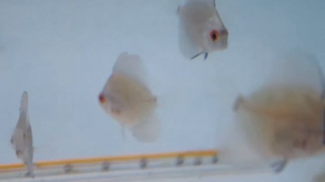 TABELA DE PREÇOS BARAN DISCOS 18 DE MARÇO 2017 смотреть онлайн