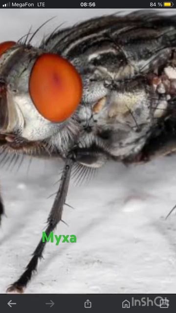 #муха #видео смотреть онлайн