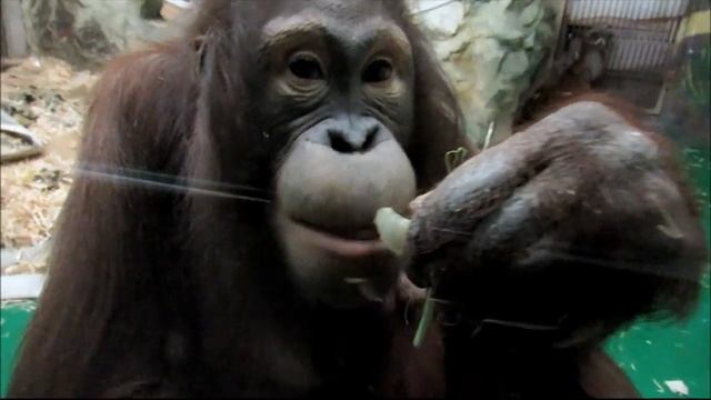 Орангутаны Мишель и Бату (ч.2). 25.02.18г. смотреть онлайн