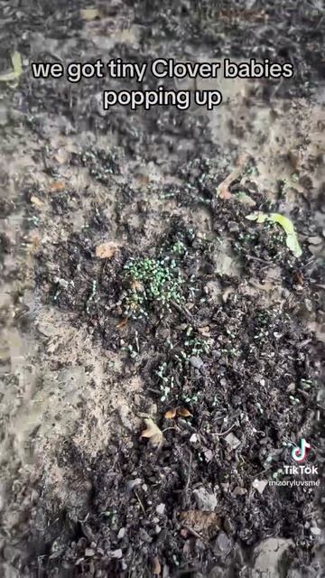 Clover lawn update! #tiktokvideo #garden #gardeningvideos #zone6b #cloverlawn смотреть онлайн