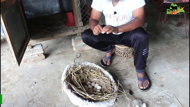 দেশি মুরগি কুচে বসানো বা বাচ্চা ফুটানোর সঠিক পদ্ধতি | হাজল পদ্ধতিতে মুরগি পালন | Desi murgi palan смотреть онлайн