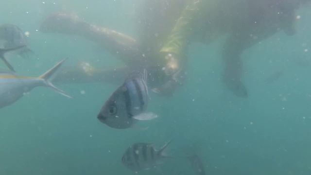 Snorkeling at Mae Haad, Koh Pha Ngan, Thailand (in 4K) смотреть онлайн