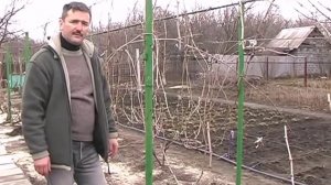 Обрезка виноградных кустов - веерная формировка