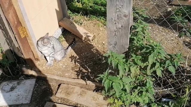 КАК ВЫРОСТИТЬ ГУСЕЙ, КУПАНИЯ В БАССЕЙНЕ смотреть онлайн