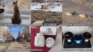 #112 Кормили птиц, а пришли ВОЛКИ! 🐺 Муж напугал 😲 Прогулялась по микрорайону. Посадила РОЗЫ дома