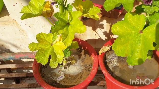 Beautiful Winter Flower - Hollyhock Zebrina || How to Grow and Care Hollyhock Zebrina Plant смотреть онлайн