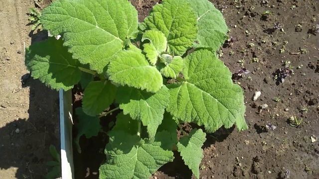 Шалфей мускатный